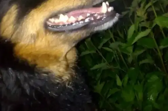 Пропала собака в Ногинске, чёрного окраса с одним глазом https://vk.com/id414992438