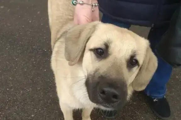 Найдена собака в СПб, ищем хозяев