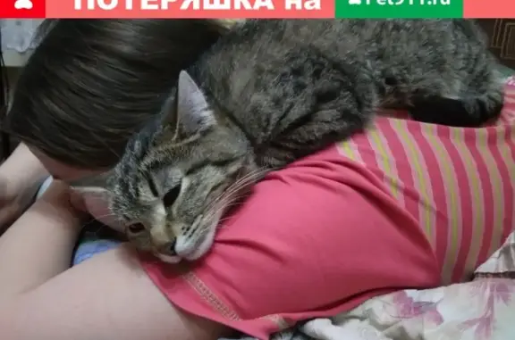 Пропал кот Тиша в Малмыже, Кировская область