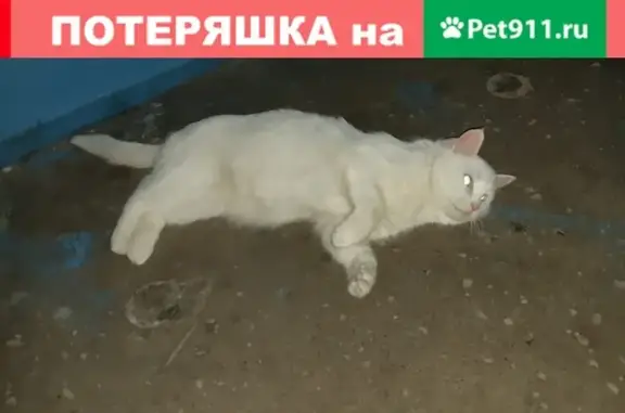 Найдена кошка на Щорса 37/2 в Дудинке