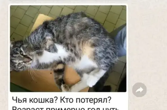 Потерянная кошка в Серпухове, МО