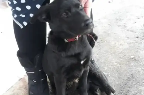 Найден щенок в Затверечье, черный окрас