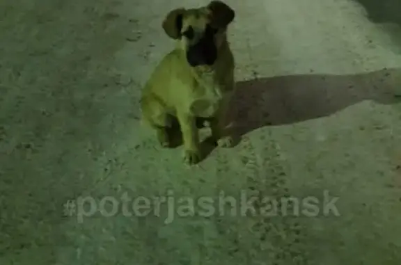 Пропала собака с щенком на бетонной 14, Кировский район.