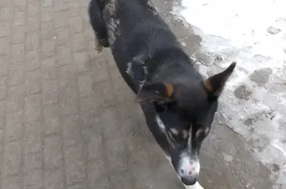 Потерялась собака на Автовокзале в Советском районе Брянска