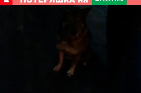 Собака на Большой Подгорной, Томск