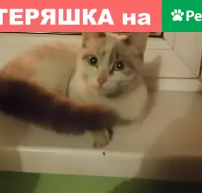Найдена кошка возле дома на ул. Павлова, 36 в Красноярске!