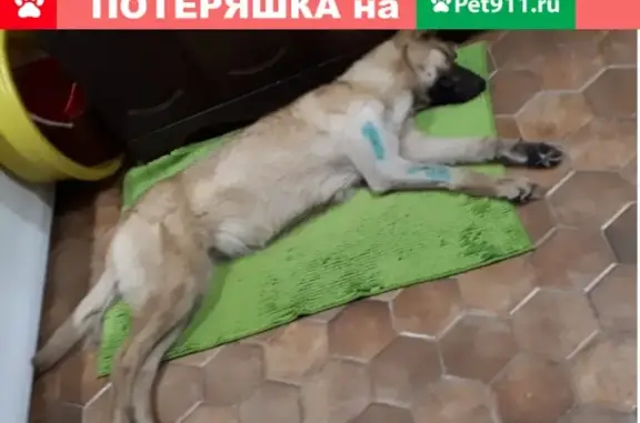 Найдена собака на улице Спартаковская в Казани