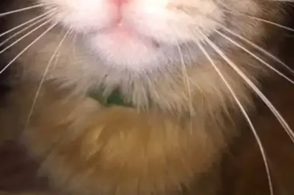 Кошки потеряшки, Новоликеево, фото: Потеряшка беременная кошка в Новоликеево