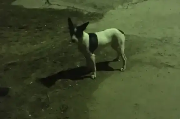 Пропала собака Анон в Волгограде, помогите найти!