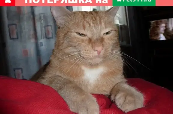 Пропал кот Кузя в Кемерово [id68700276]