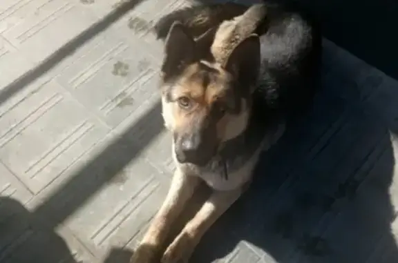Найдена собака на Соце возле Аджики в ошейнике