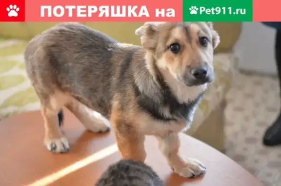 Найдена собака в Тольятти на улице Автостроителей