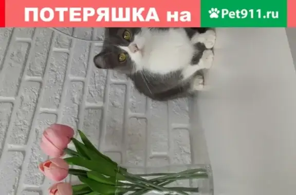 Найдена кошка в Домодедово, ищет хозяев.