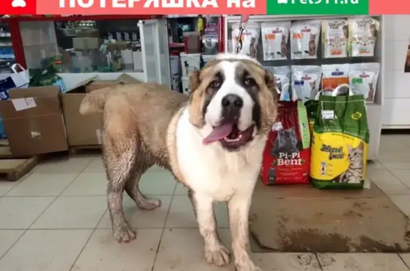 Найден ухоженный щенок САО в Твери