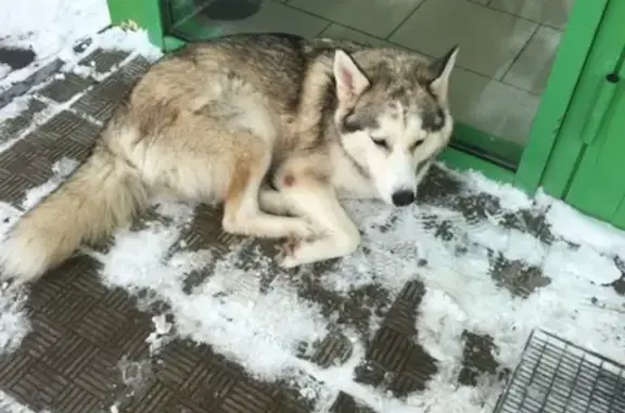 Найдена собака в Ломоносовском районе, Ленинградская область