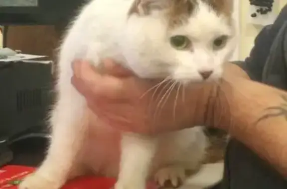 Найдена кошка в СПб, Адмиралтейский район