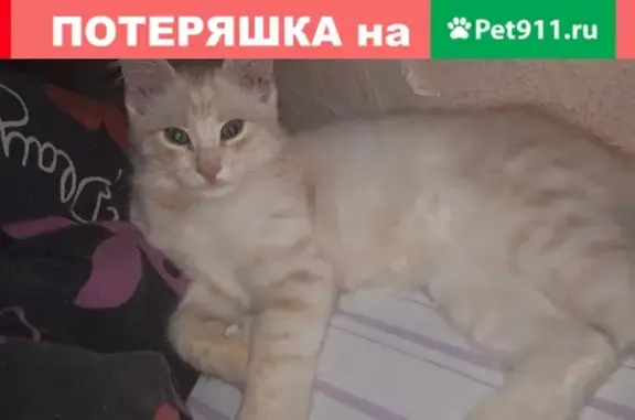 Пропал кот на улице Пушкина 18-19, верните!
