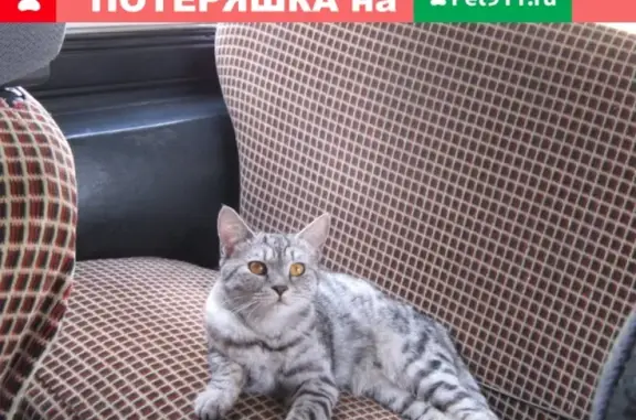 Найдена мраморная британская кошка с ошейником на ул. Волгоградская-Театральная