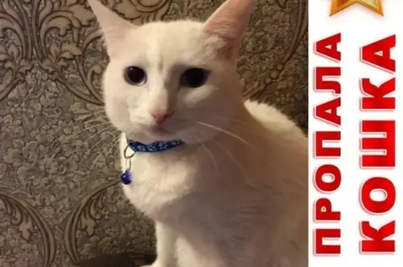 Кошки потеряшки, Курган, фото: Потеряшка кот с голубыми глазами на Пролетарской 50