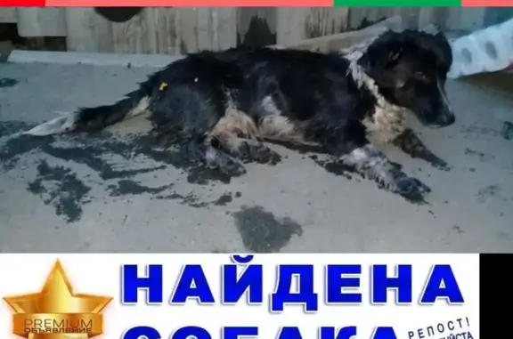 Найдена собака на ул. Чернореченская, Рябково.