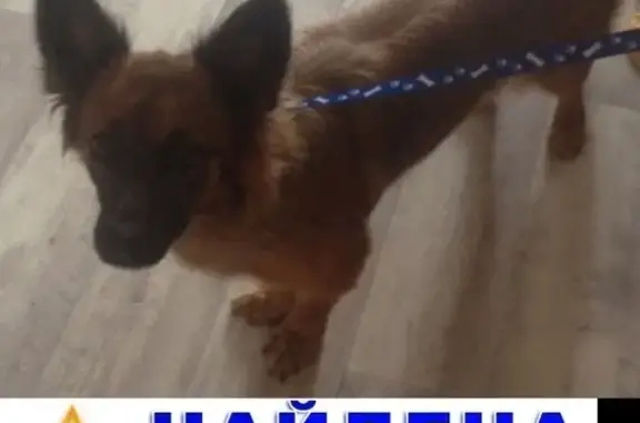 Собака найдена возле 42 школы в Красноярске.
