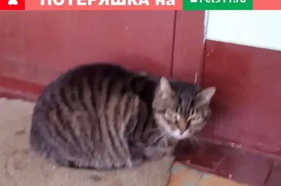 Найдена полосатая кошка в Санкт-Петербурге