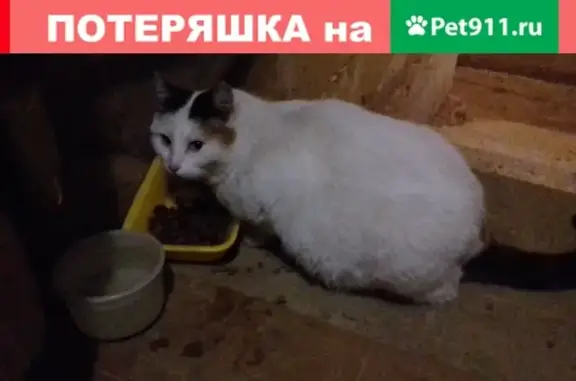 Ласковая кошка ищет хозяев в Сергиевом Посаде