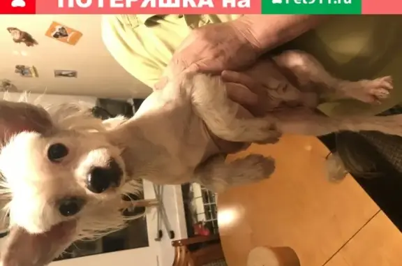 Собака найдена в Иваново, Россия.
