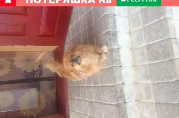 Пропала собака Жора на ул. Кутузова, Краснодарский край