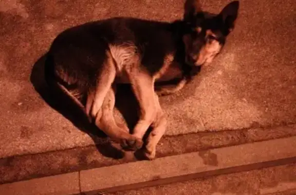 Собака найдена на Московском проспекте и 9 апреля в Калининграде