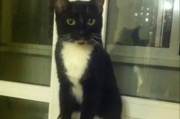 Кошки потеряшки, Москва, фото: Потеряшка черно-белая кошка, возраст 3 года, с пятном на подбородке. Контакты: 89057667182, 89163895051. Адрес: Москва, метро Семёновская.