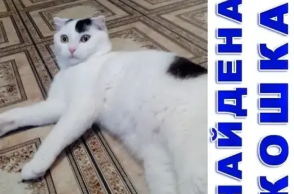 Найден котик скоттиш-фолд в Тюмени за 500 рублей
