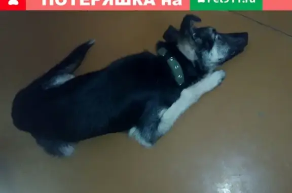 Найден щенок на бульваре Рябикова