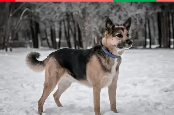 Собаки потеряшки, Тверь, фото: Потеряшка собака Сэмик на Южном, без ошейника и адресника