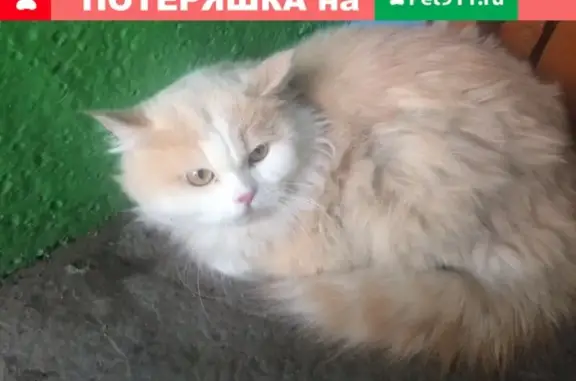 Потерянный кот в Абакане, найдена кошка