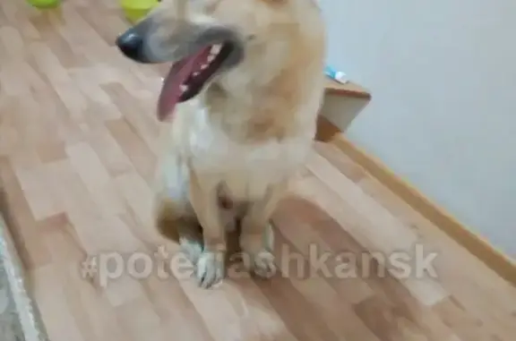 Найдена собака в Тимирязевском бору, помогите с передержкой!