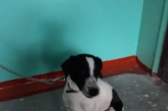 Собака найдена в Омске, район Ленинского рынка!