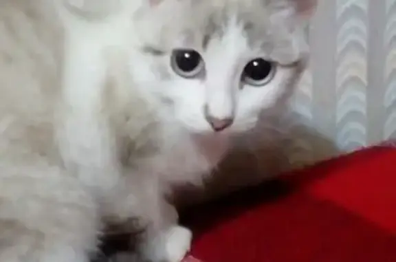 Потерянная кошка на Озимина 14 в Аше