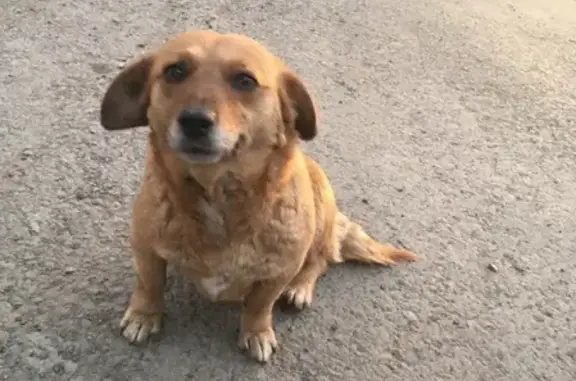 Найдена собака в Абакане, ищет хозяина