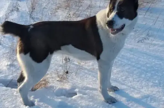 Пропала собака в Рубцовске: алабай, белый с коричневыми пятнами.