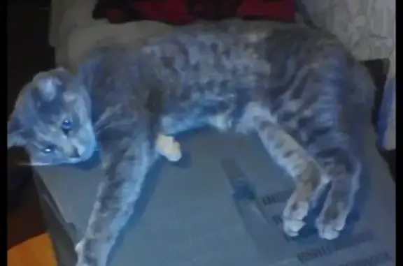 Кошки потеряшки, Великий Новгород, фото: Потеряшка кошка в районе новой мельницы!