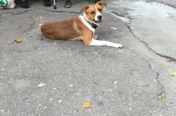 Пропала собака на ул. Мельникова, Н.Новгород