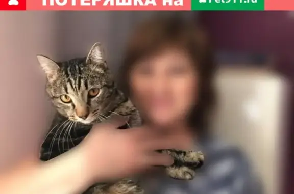 Пропал кот Тимоша в Черногорске, ул. Титова, Терешкова, Кедровый, Рубиновый