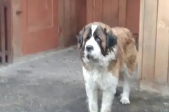 Пропала Московская сторожевая собака в Красноярске