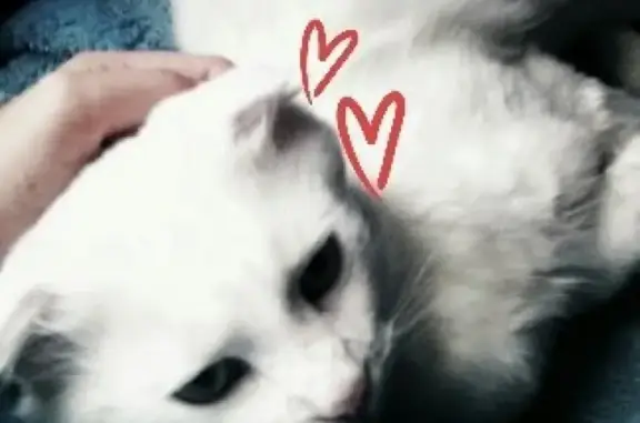 Кошки потеряшки, Чекон, фото: Потеряшка кот в поселке Чекон, Краснодарский край