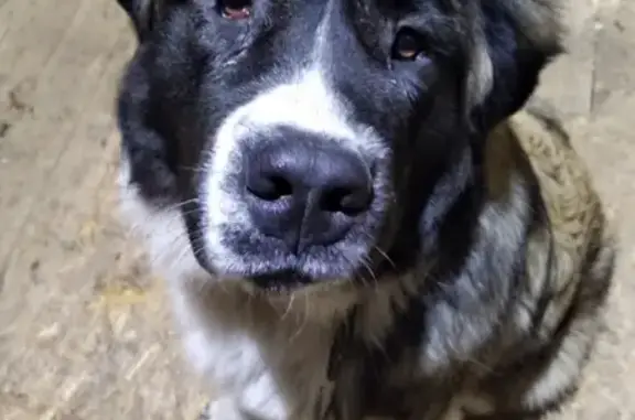 Пропала собака Рамзан в Ново-Казанцево, Челябинск