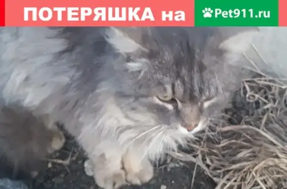 Найден кот на Федоровского 22 в Кемерово