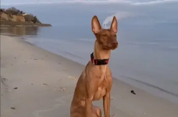 Пропала собака в Цимлянске возле пляжа 13.03.2019, ищем!