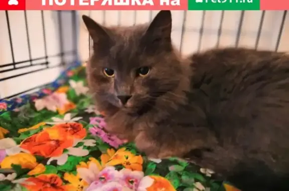 Найдена кошка в Южном Тушино, Москва!
