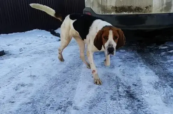 Найдена собака в Шабердино, Удмуртская Республика